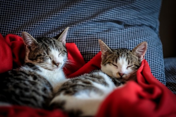 猫が２匹毛布に包まって気持ち良さそうに寝ている