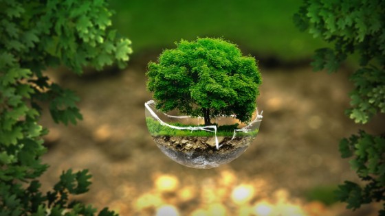 エコをイメージする緑豊かな木