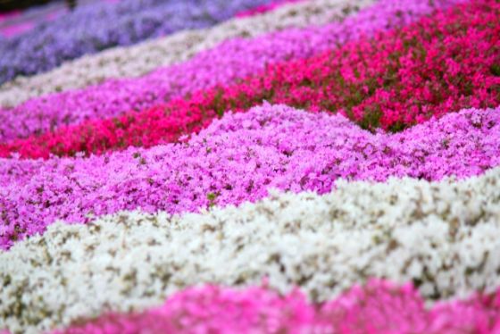 芝桜の花言葉は ピンク 白 紫など色によって意味が違ってくるんです こまった時はよってって